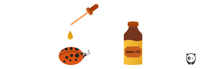 illustration of a ladybug and neem oil 