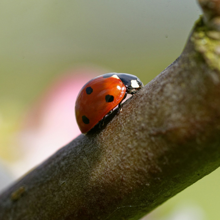 ladybug on the tree