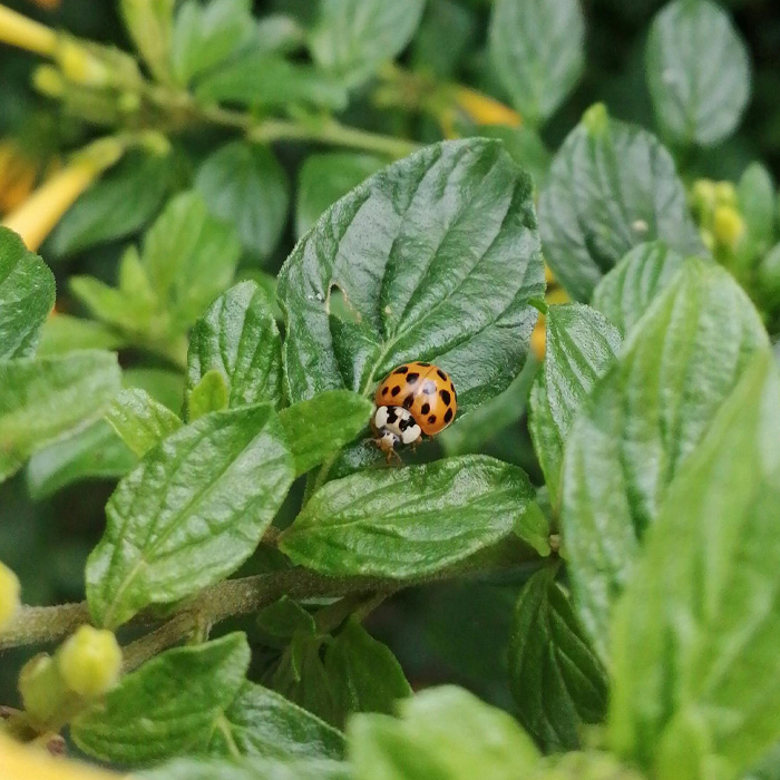 asian beetle on the plant