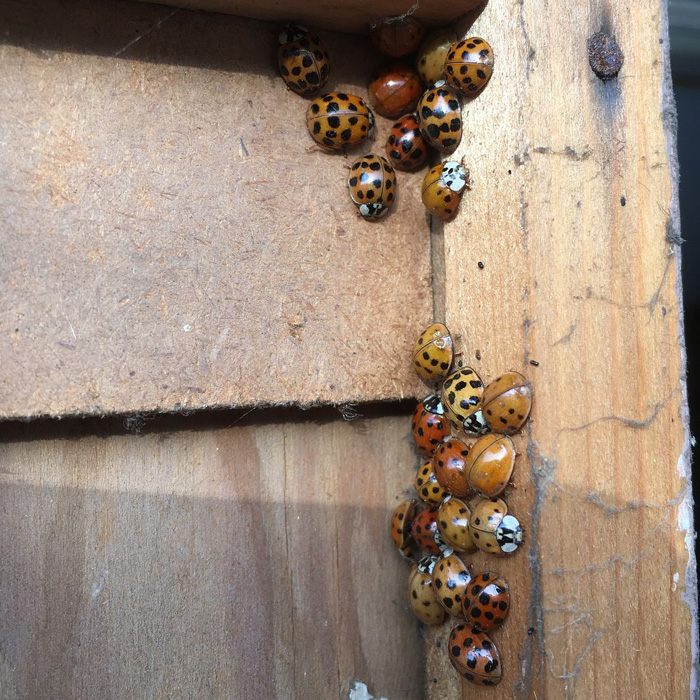 asian beetles behind the picture frame