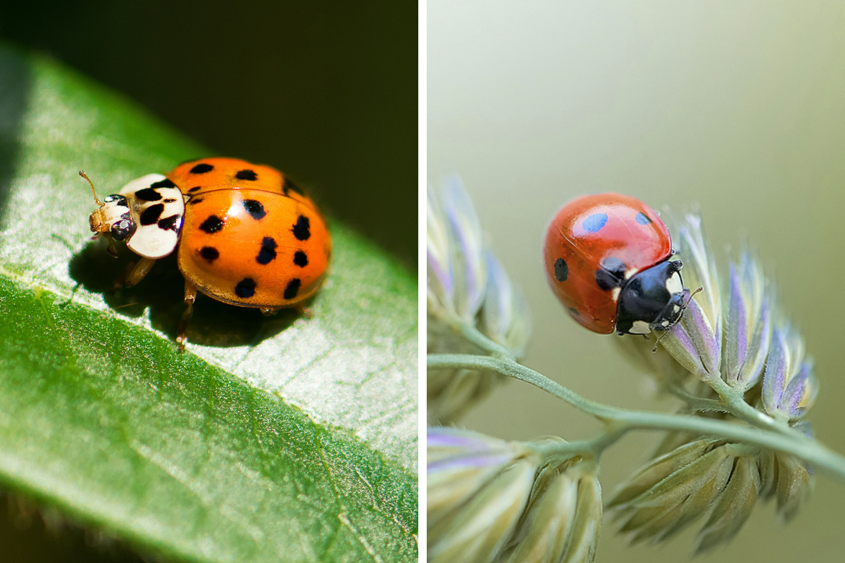 Ladybugs (Asian Beetles)