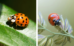 Asian Beetle vs Ladybug: Which Is Invasive? (And How To Get Rid Of It)