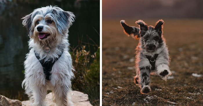 Aussiedoodle Breed: Everything Covered