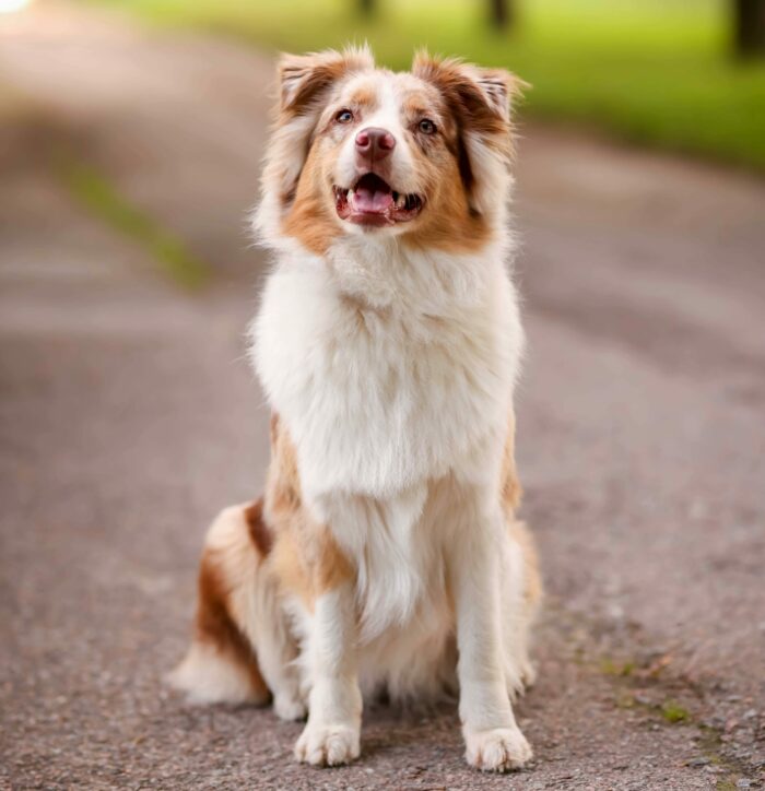 Australian Shepherd sitting on a path, looking alert and friendly. Australian Shepherd sitting on a path, looking alert and friendly.