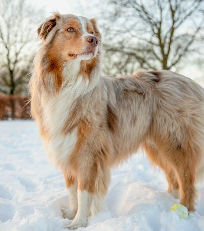 Australian Shepherd standing proudly in a snowy landscape. Australian Shepherd standing proudly in a snowy landscape.