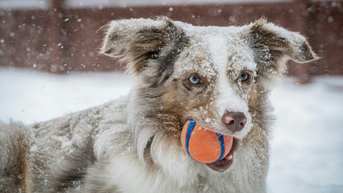 Australian Shepherd in snow with a ball, showcasing playful nature and winter coat. Australian Shepherd in snow with a ball, showcasing playful nature and winter coat.