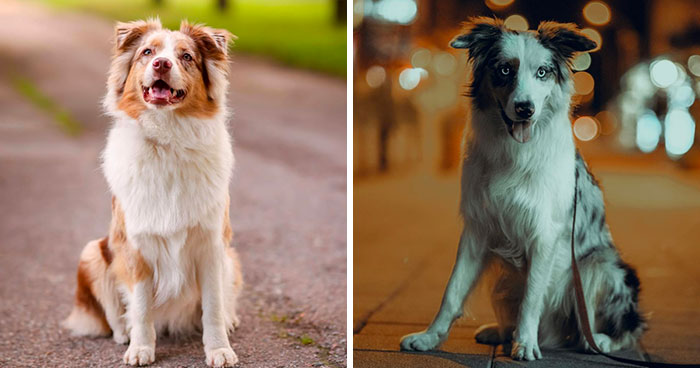 Australian Shepherd Dog Breed: Information, Health, Care & More