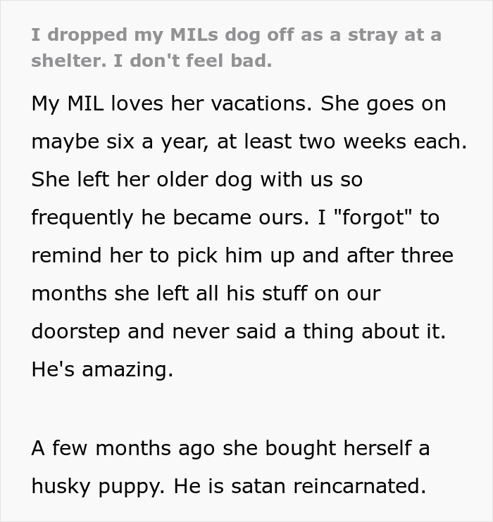 “I Dropped My MIL’s Dog Off As A Stray At A Shelter, And I Don’t Feel Bad”