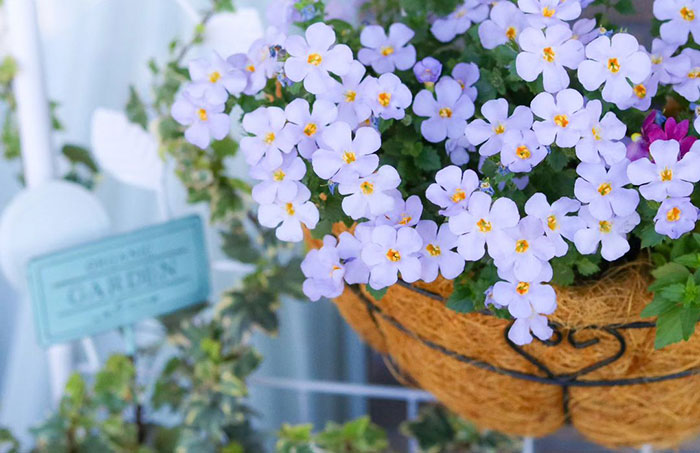 Image of Bacopa sutera hanging in the pot.