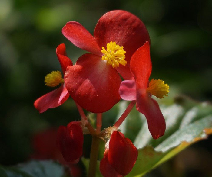 Image of Wax Begonia.