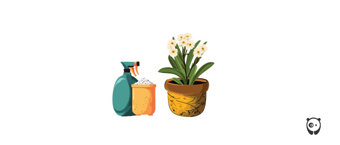 Illustration of Bacopa plant and fertilizer.