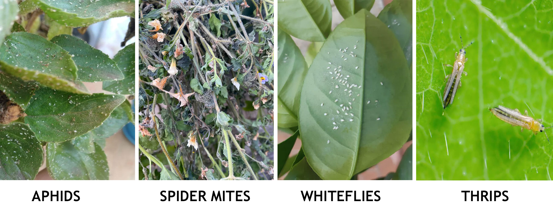 Images of plant pests.
