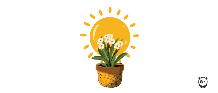 Illustration of Bacopa plant.