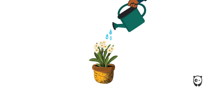 Illustration of watering Bacopa plant.