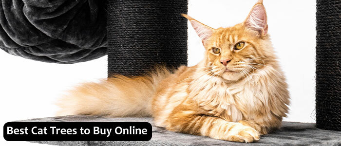 Orange cat lounging on a DIY cat tree tower with black platforms and scratching posts. Orange cat lounging on a DIY cat tree tower with black platforms and scratching posts.