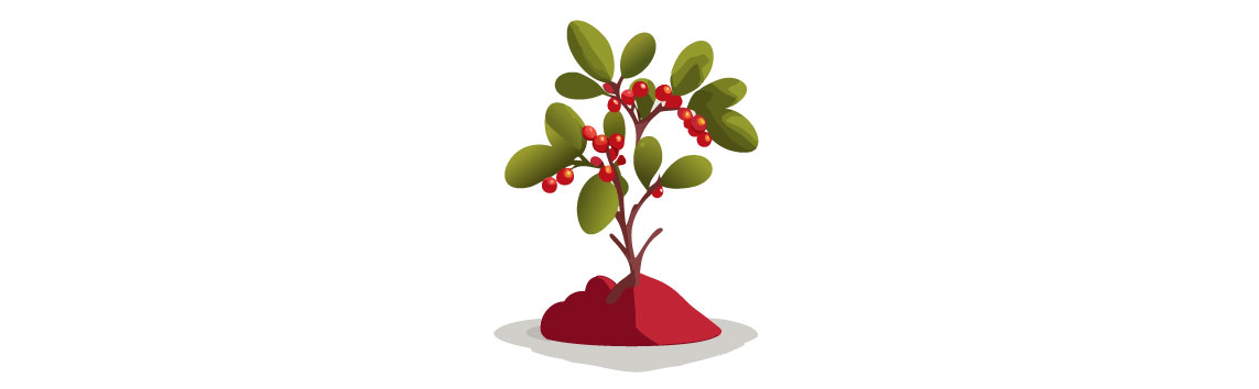 Illustration of growing barberry plant