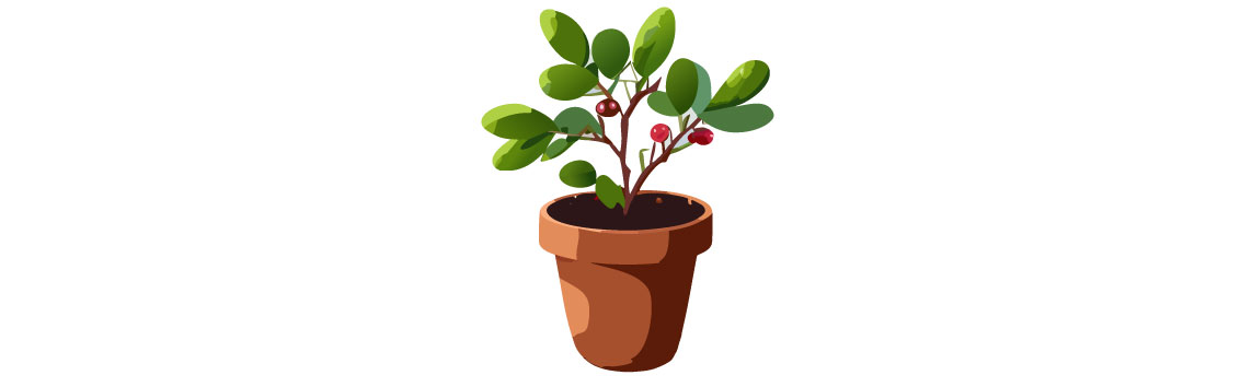 Illustration of barberry in pot