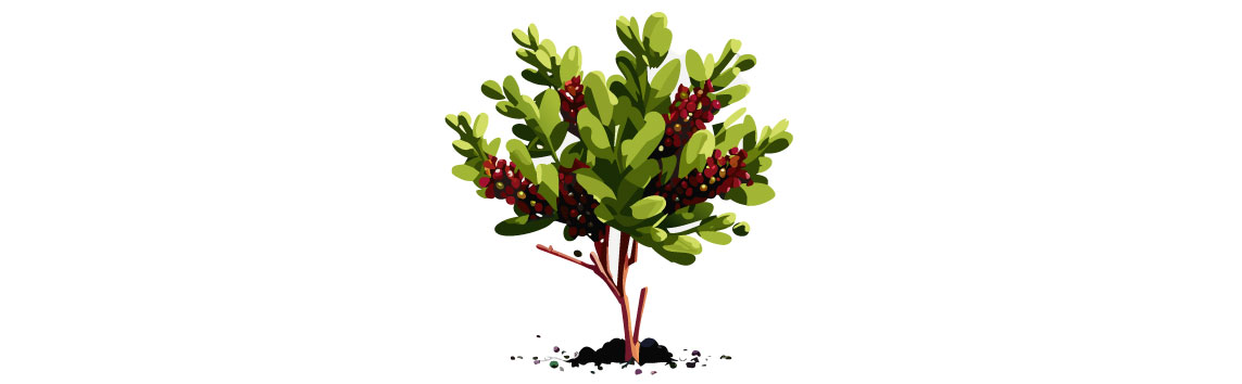 Illustration of barberry bush