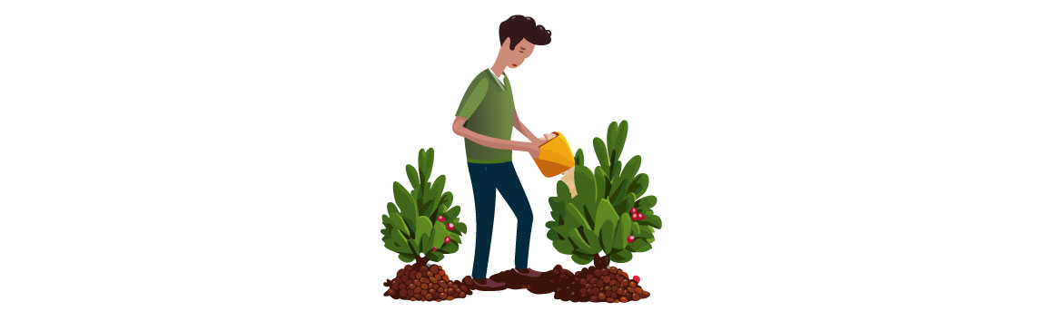 Illustration of person fertilizing barberry bush