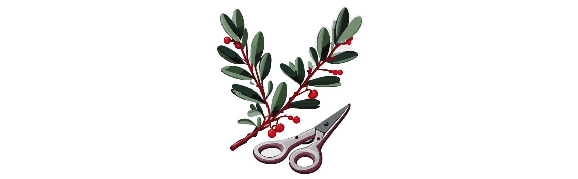 Illustration of two barberry branches and scissors