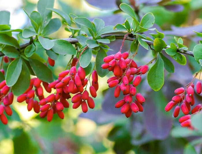 Barberry with green leaves