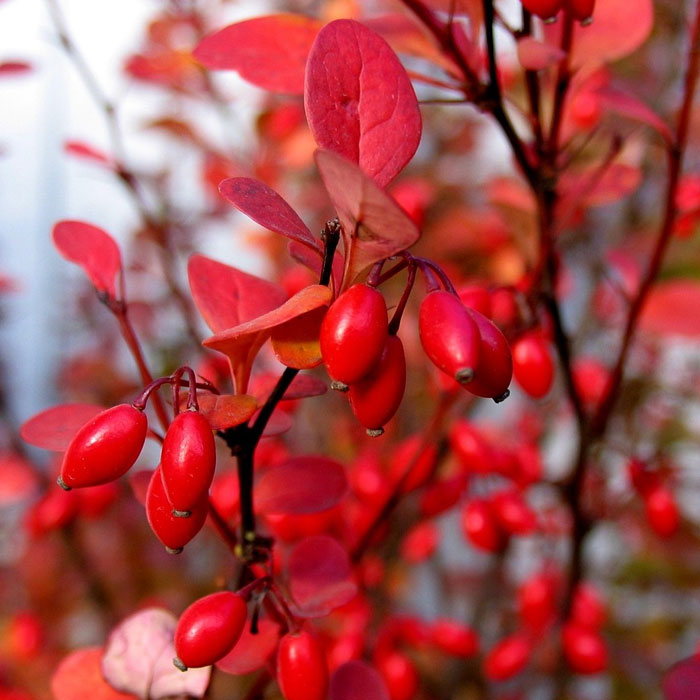 Barberry branch with red leaves