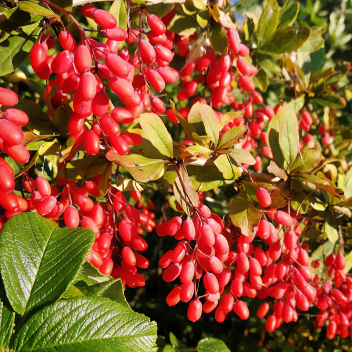 Picture of European Barberry