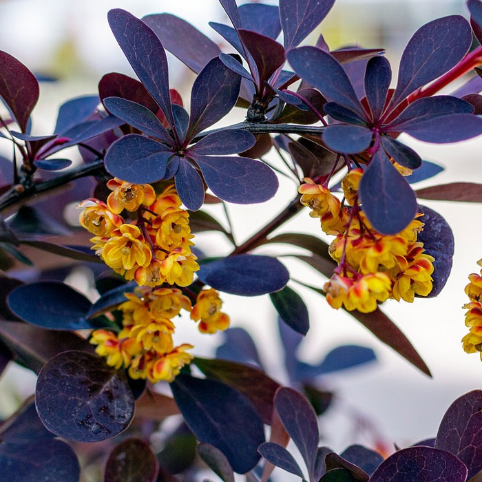 Picture of Japanese Barberry blossoms