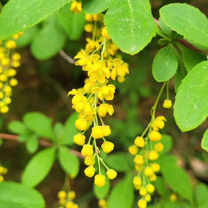 Picture of Korean Barberry blossoms
