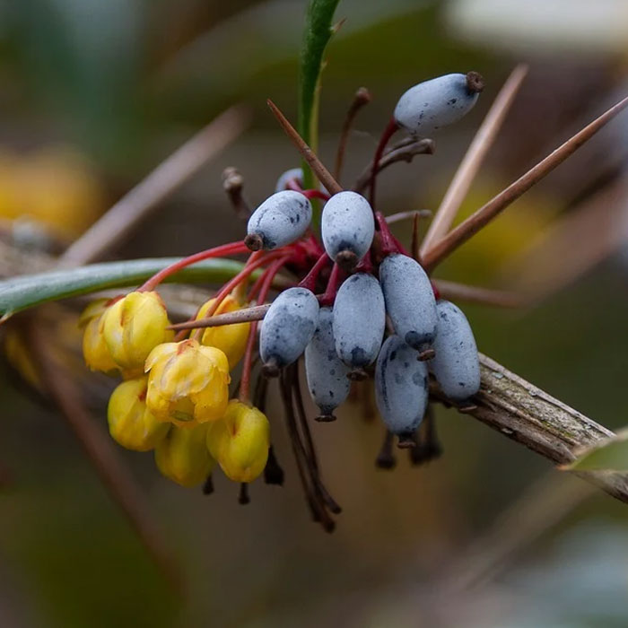 Picture of Chinese Barberry with blue fruits