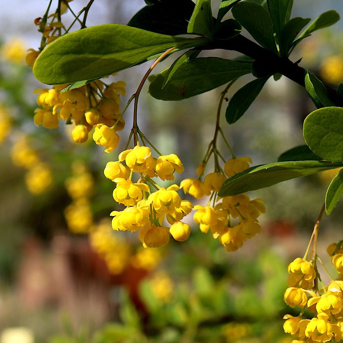 Picture of American barberry blossoms