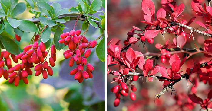 Barberry Basics: A Guide To Popular Barberry Bush Varieties
