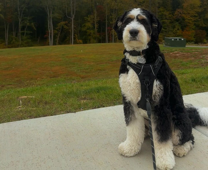bernedoodle dog sitting near the field