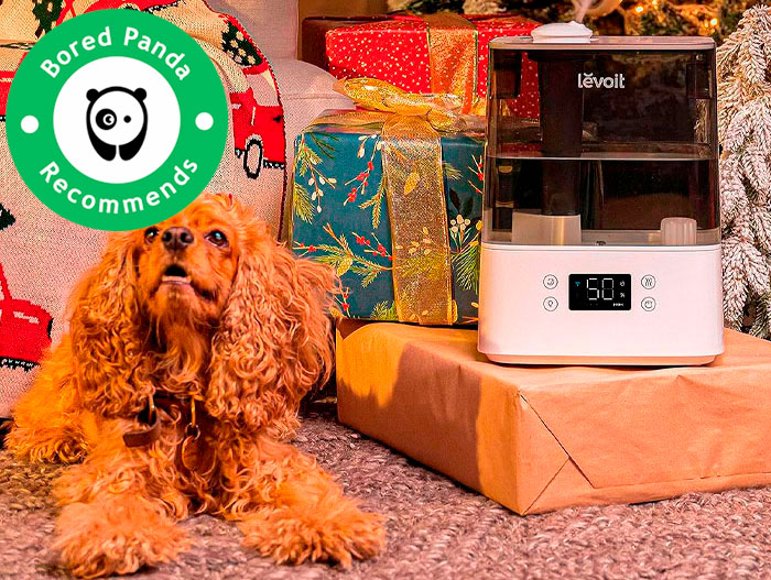 A brown dog sitting near presents and the humidifier