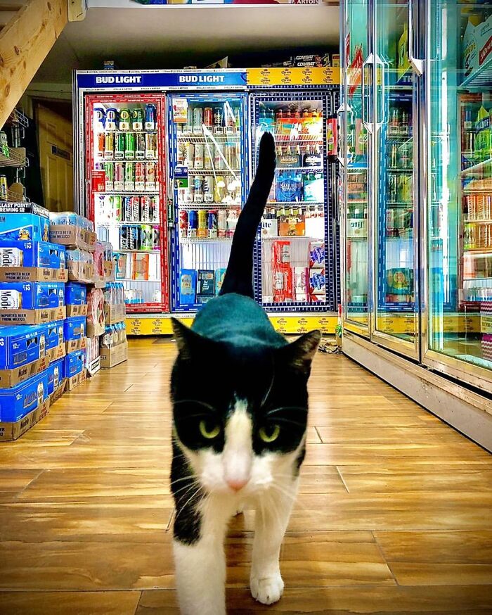 We Capture The Essence Of NYC Through Cute And Funny Photos Of Bodega Cats We Capture The Essence Of NYC Through Cute And Funny Photos Of Bodega Cats