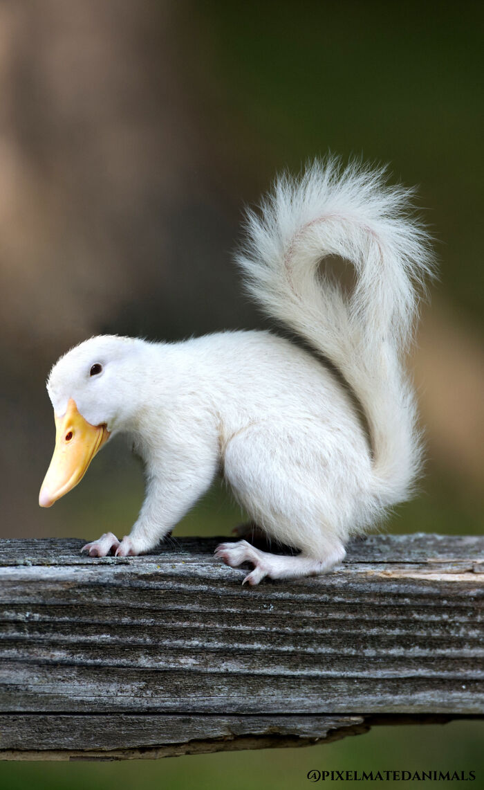 Quacking Squirrel