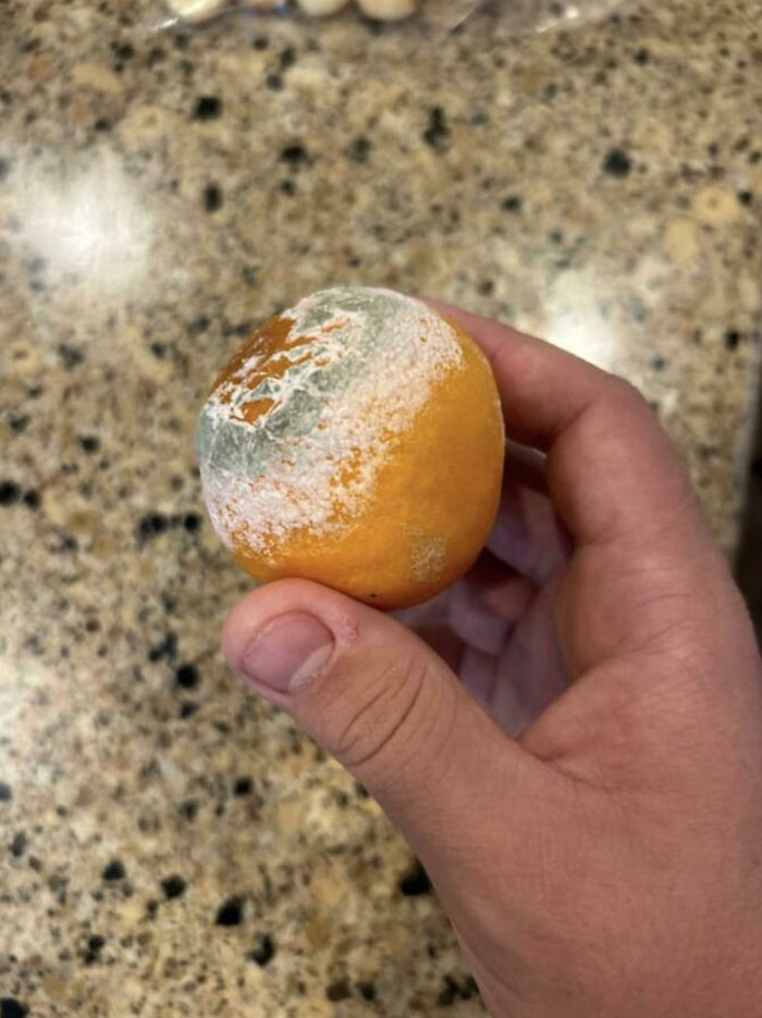 In An Only 3 Day Old Orange Bag
