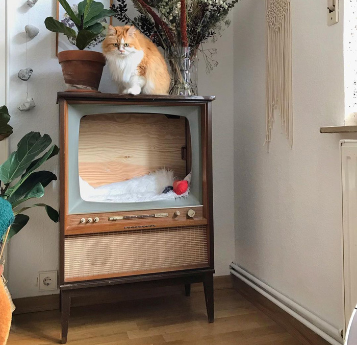 cat on the cat tree in an old TV set