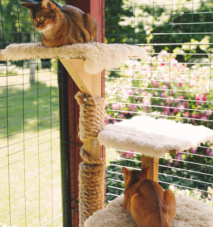 two cats sitting on the cat tree