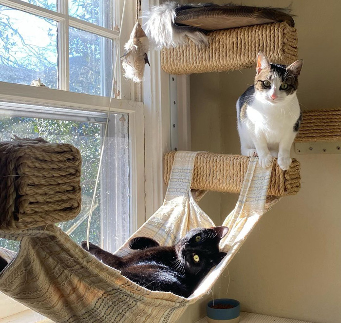 two cats on the hanging cat tree