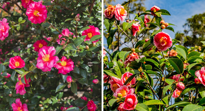 Beginner’s Guide To Growing Lush Camellias