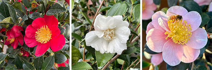 Camellia ‘Yuletide', Camellia ‘Winter’s Snowman’, Camellia ‘Pink-a-Boo’ flowers 