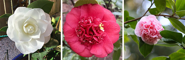 Camellia ‘Nuccio’s Pearl’, Camellia ‘April Tryst’, Camellia ‘Debutante’ flowers 