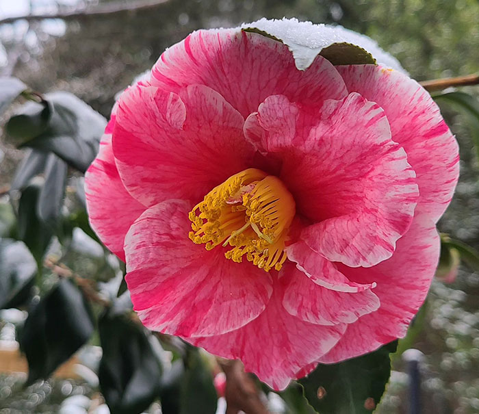 Beautiful winter camellia in the snow