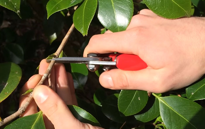 Person pruning a branch from a Camellia flower