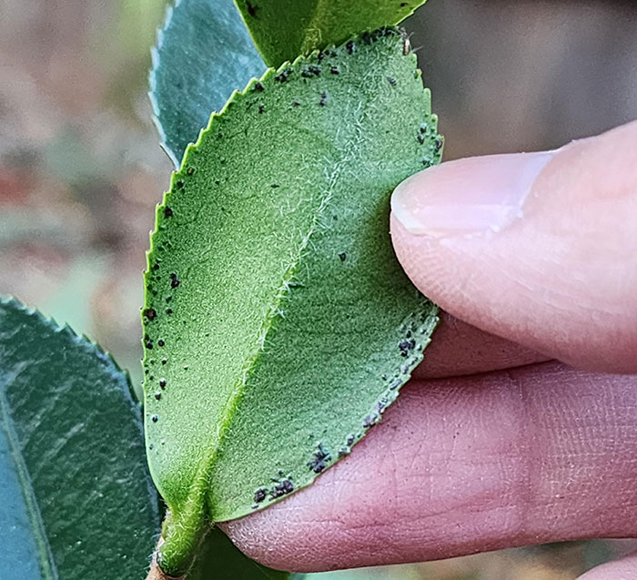 Multiple dark leaf spots on Camellia flower leaves 