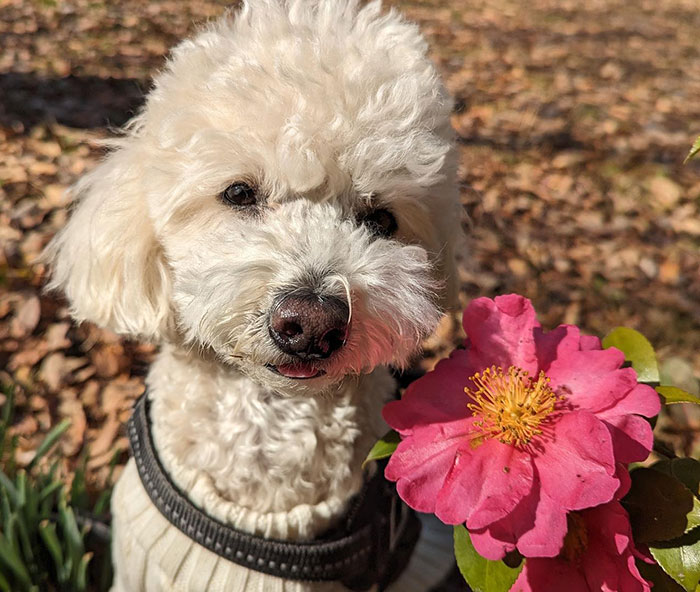 White Poodle with a pink Camellia flower besides