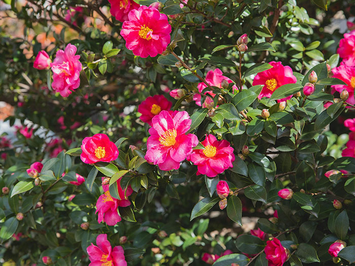 Blooming bush with camellia flowers