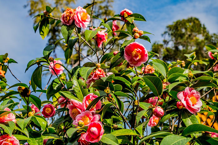 Camellia flower bush at day 