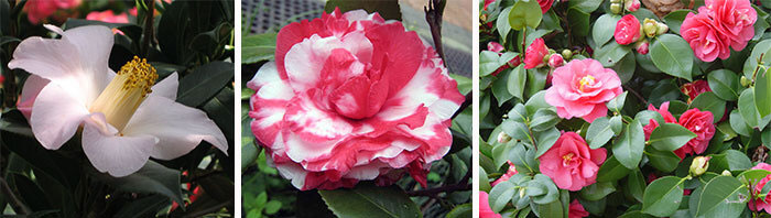 single, formal double and semi-double Camellias flower 